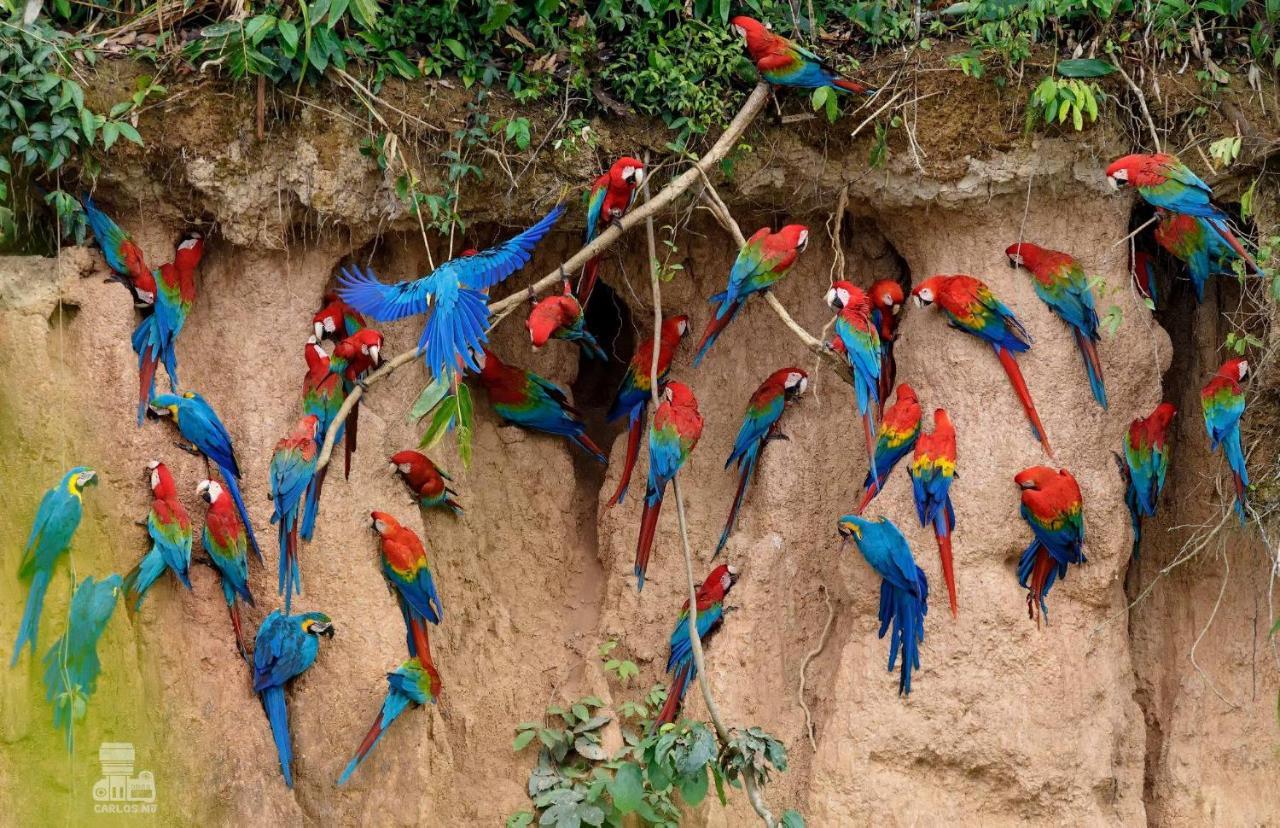 Monte Amazonico Lodge Tambopata Ngoại thất bức ảnh